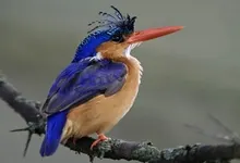world malachite kingfisher national park kenya 1920x1080 wallpaper Art HD Wallpaper